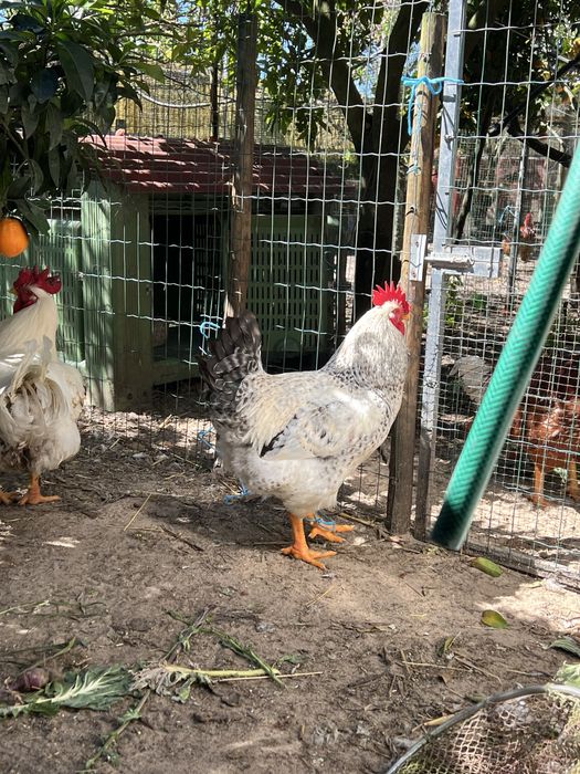 Galos caseiros com carne muito boa com cerca de 6a7 kilos