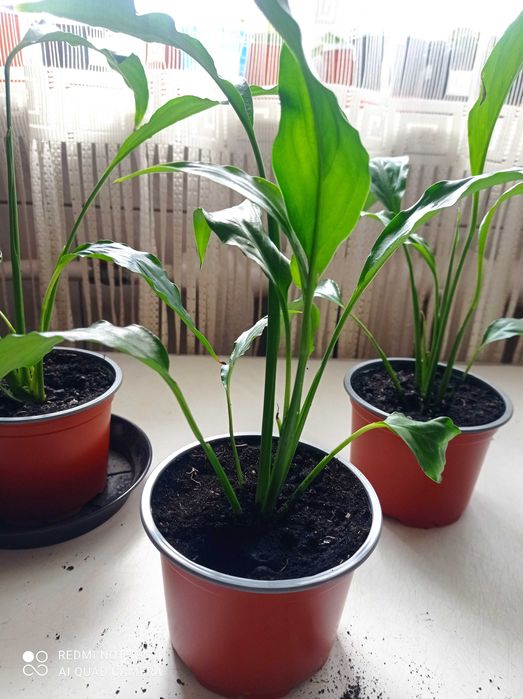 Спатифіліум кімнатний