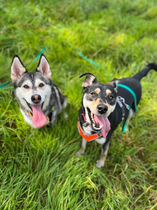 Gerda i Geri szukają domku