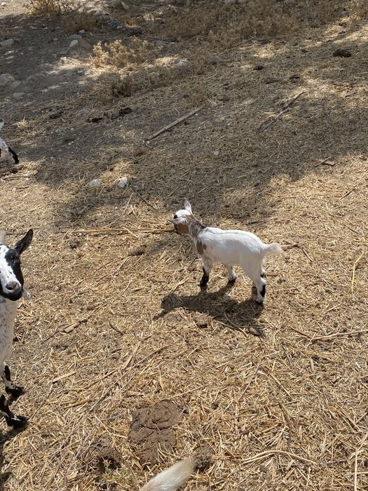 Vendo cabras anãs- cabritos nascidos inicio de janeiro