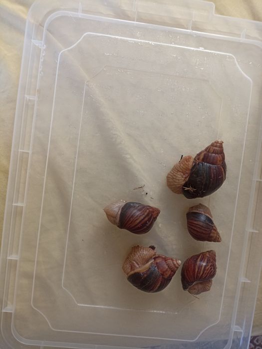 Улитки  ахатин дуже ласкові