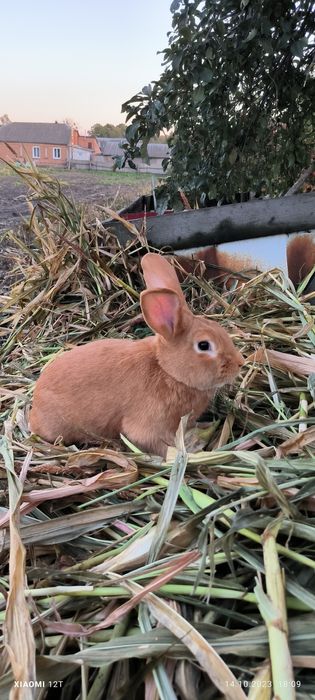 Продам чистокровних кролів бургунців