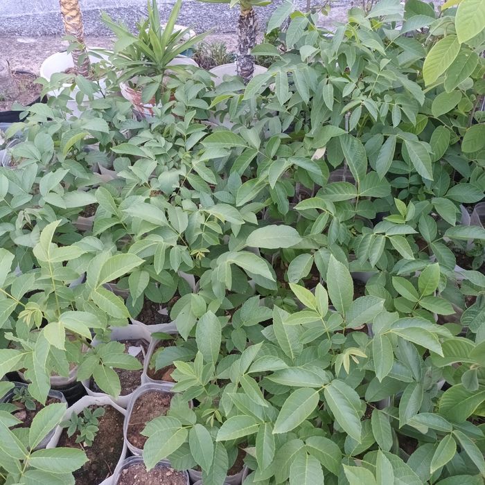 Nogueiras de excelente produção