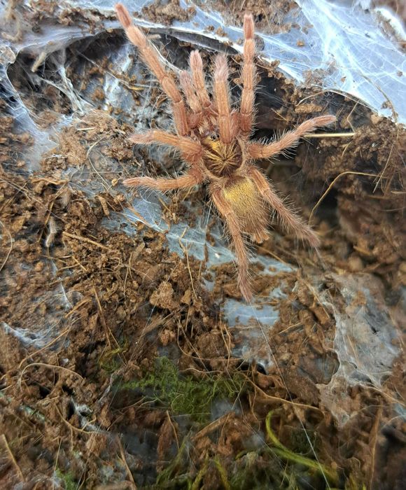 Neoholothele incei Gold 1.5DC Przesyłka HP