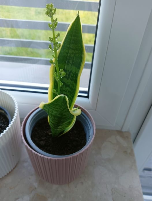 Sprzedam sanseviera kwiat