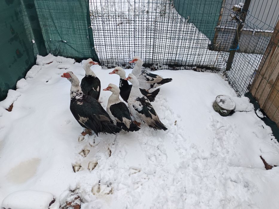 2 kaczki francuskie z mają 2025