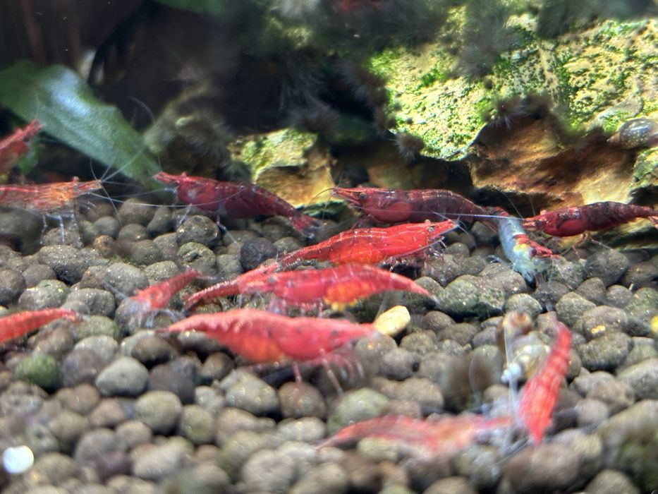 Krewetki Neocaridina davidi, Cherry Shrimp