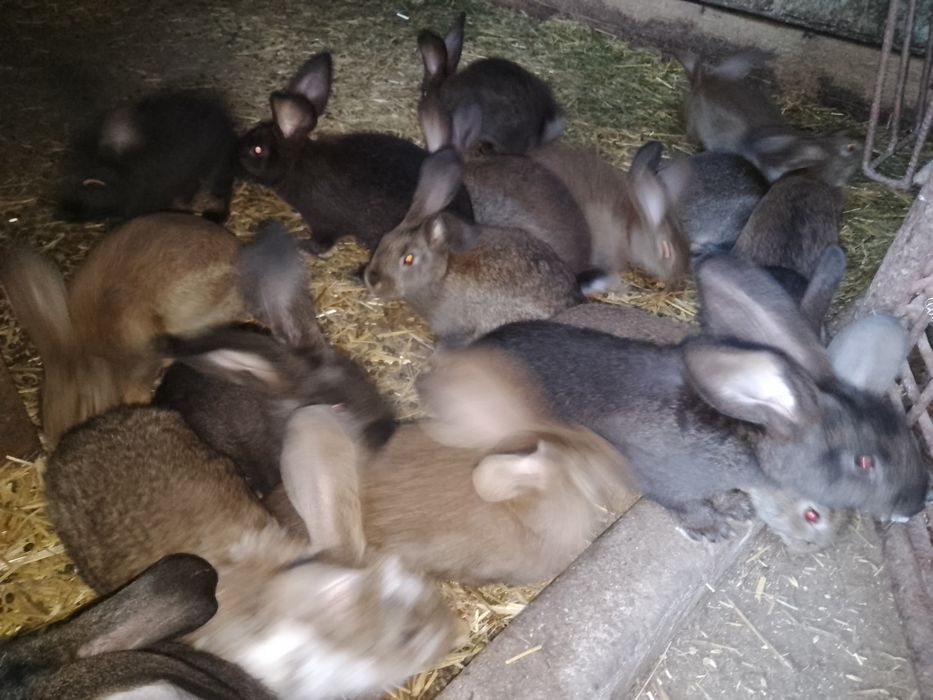Króliki młode do dalszej hodowli