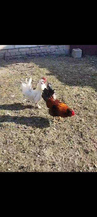 Петушки мини куры