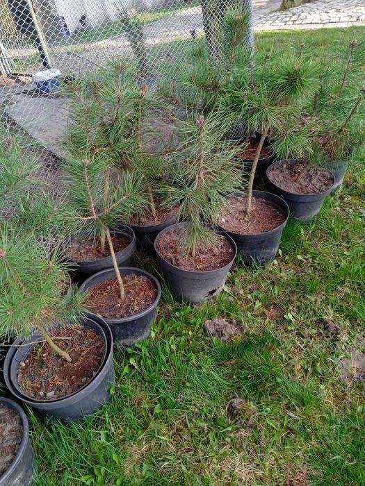 sosna , choinka sosna do posadzenia