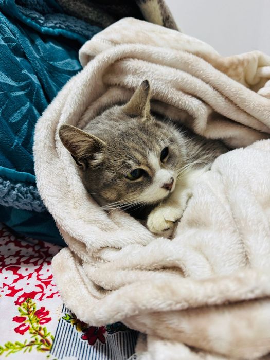 Gatinha para adopção