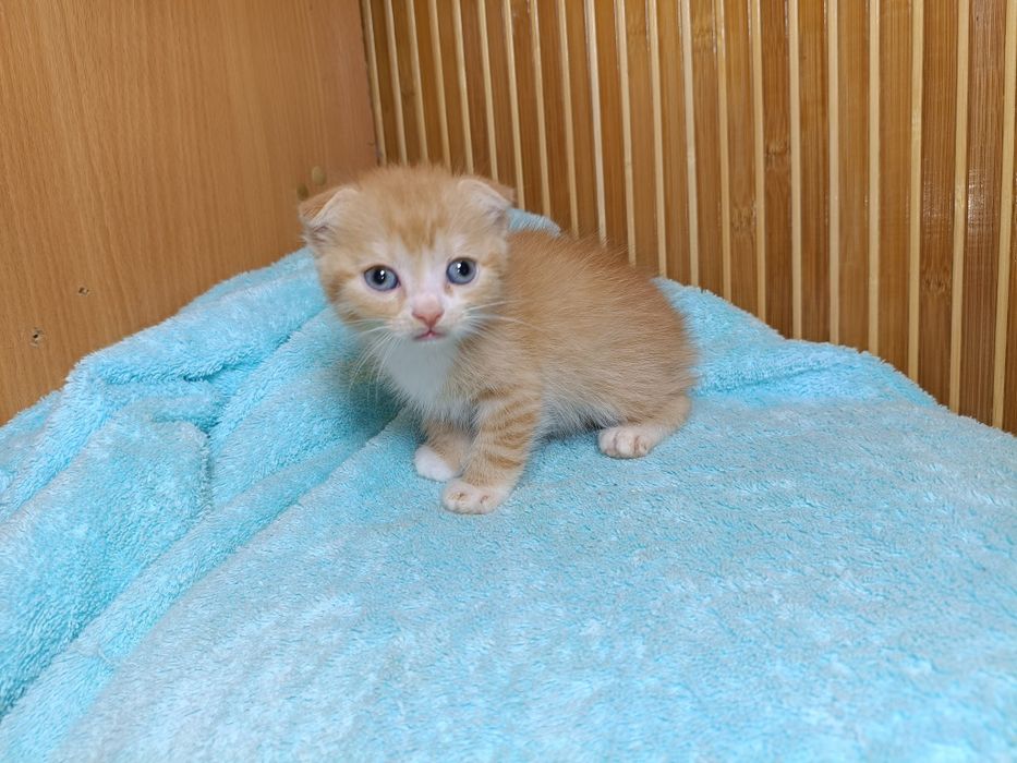Шотландские вислоухие котята золотая шиншилла