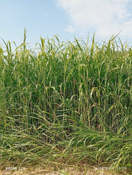Feno novo 2026 mistura Sudão sorgo