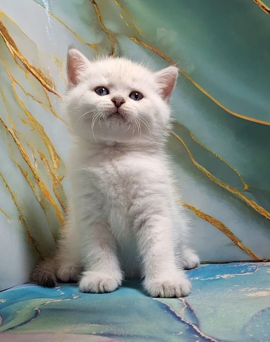 Шикарный котёнок короткошерстный