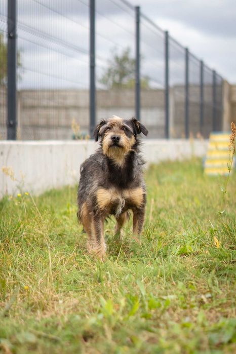 Nieduży lękowy Kacperek szuka spokojnego domku