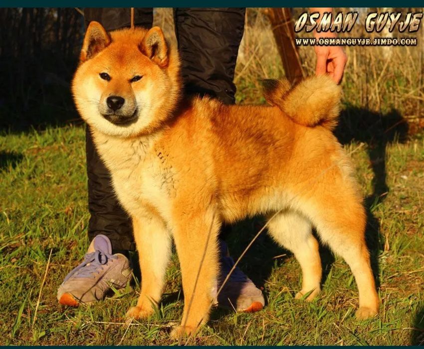 Шиба іну кобель КСУ на в'язку