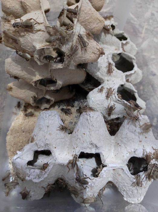 Sprzedam Świerszcze domowe