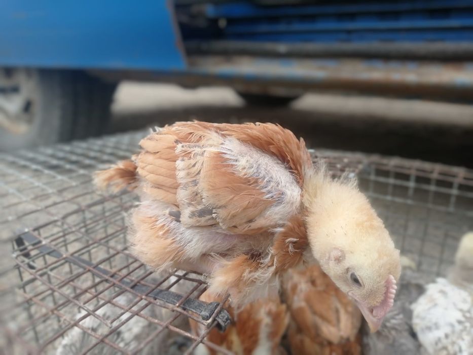 Продаються курчата