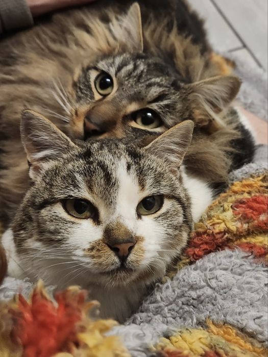 Coisinha Linda & Chancliche – preferencialmente adoção conjunta