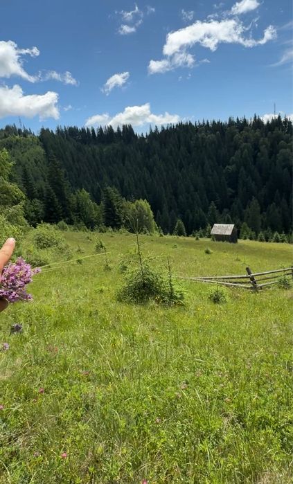 2 гектари без сусідів .