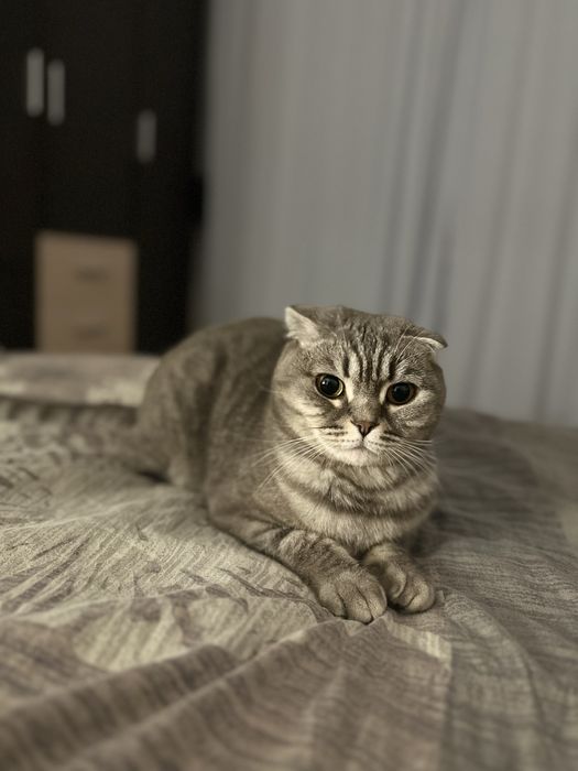 Котята шотландские скоттиш фолд мальчик и девочка