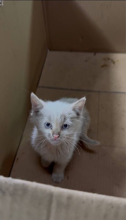Віддам котиків в добрі руки
