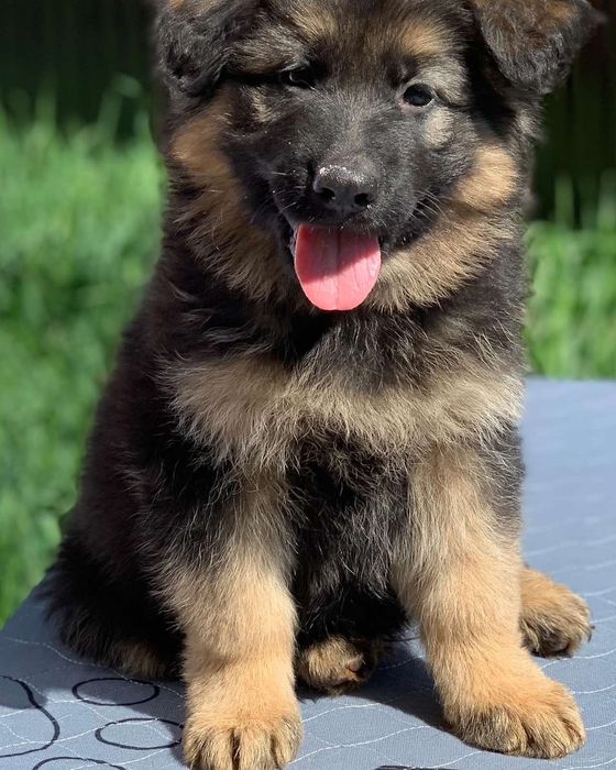 Хлопчик німецької вівчарки