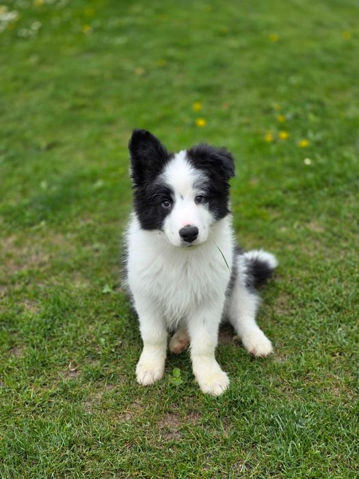 Border Collie ZKWP FCI pies