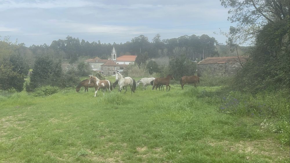 Cavalos a campo