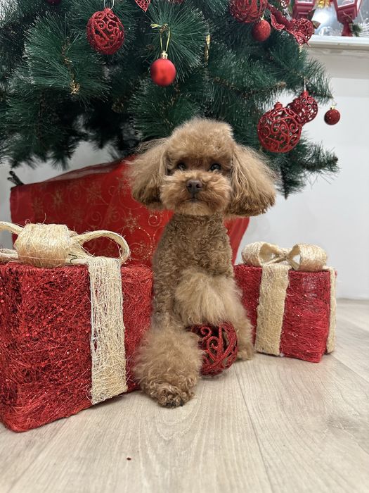 Вязка тикап пудель