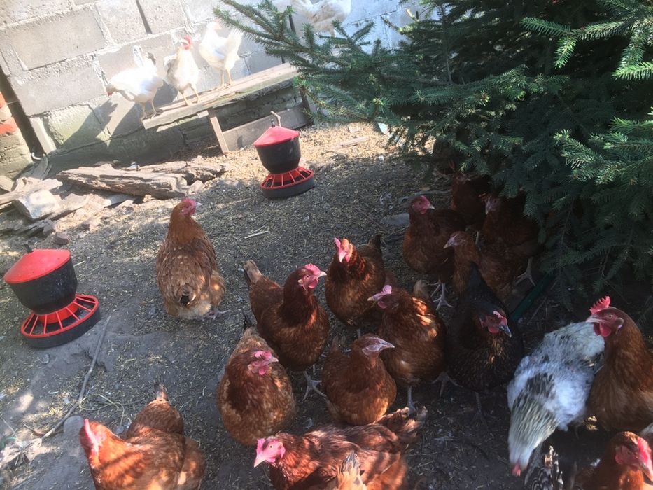 Jaka wiejskie z dowozem