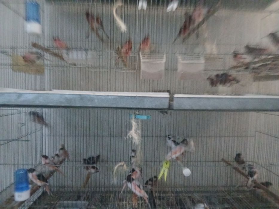 Canarios de bom porte