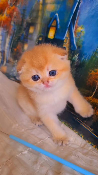 Ручные котята. Малыши золотая шиншилла.