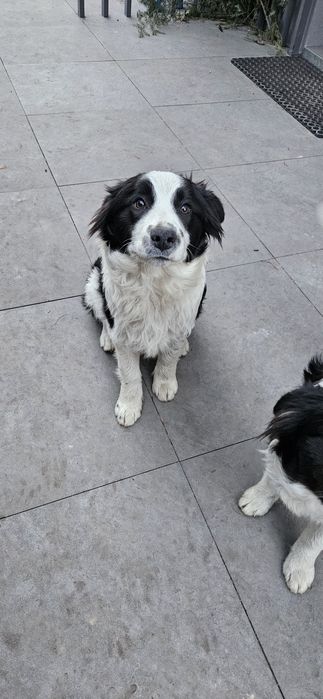 Oddam szczeniaki w dobre w ręce