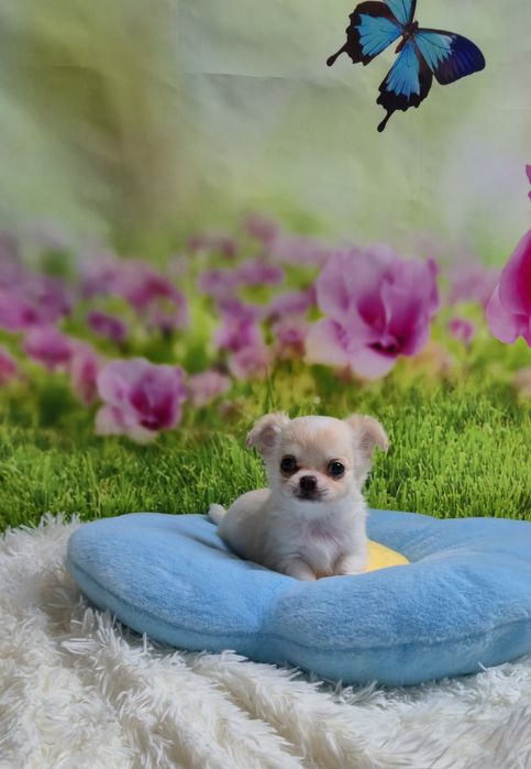 Cudowny chłopczyk chihuahua długowłosy