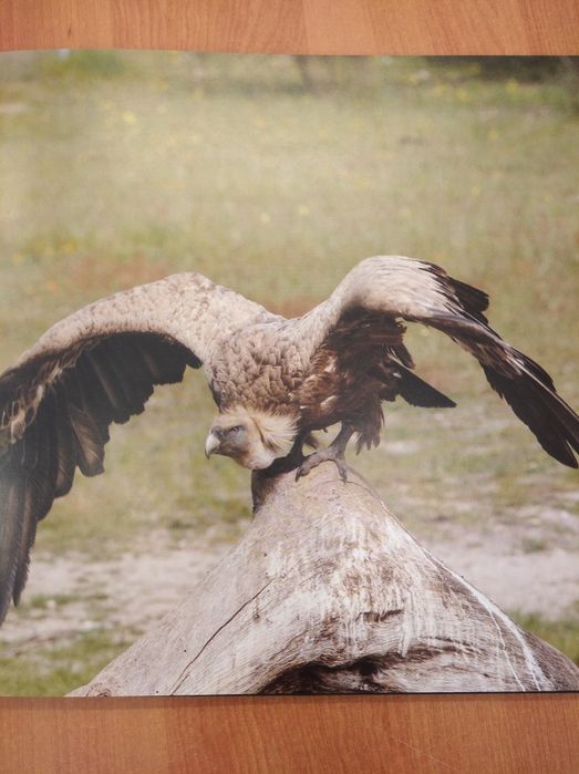 Livro "Aves necrófagas da Península Ibérica" (2016)