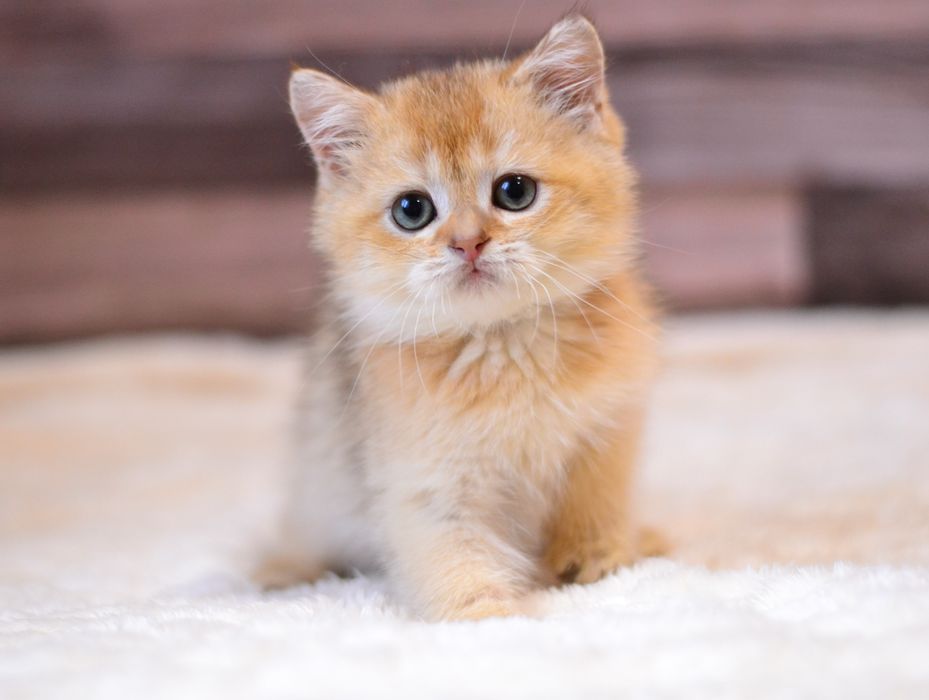 Хлопчик золотий британчик