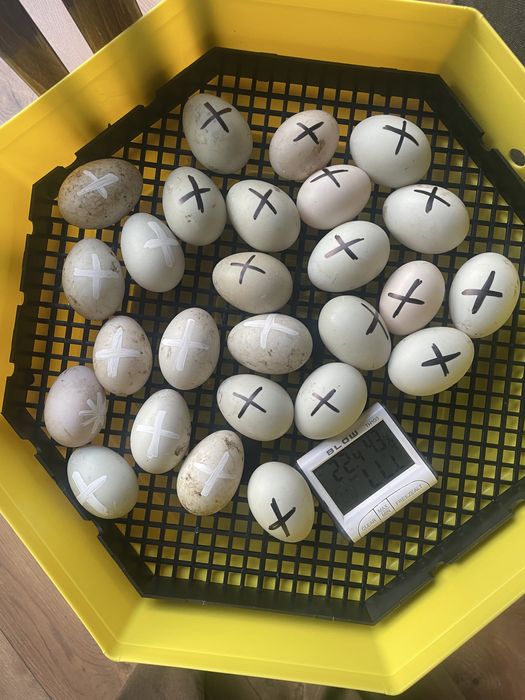 Biegus indyjski pisklęta