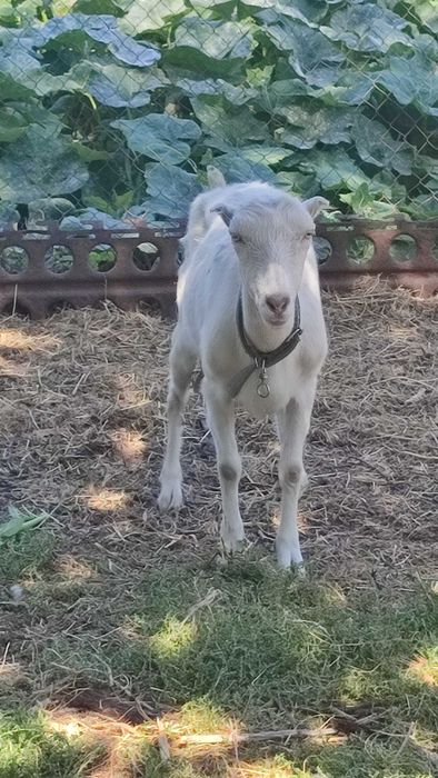 Продам козла зоанеінського