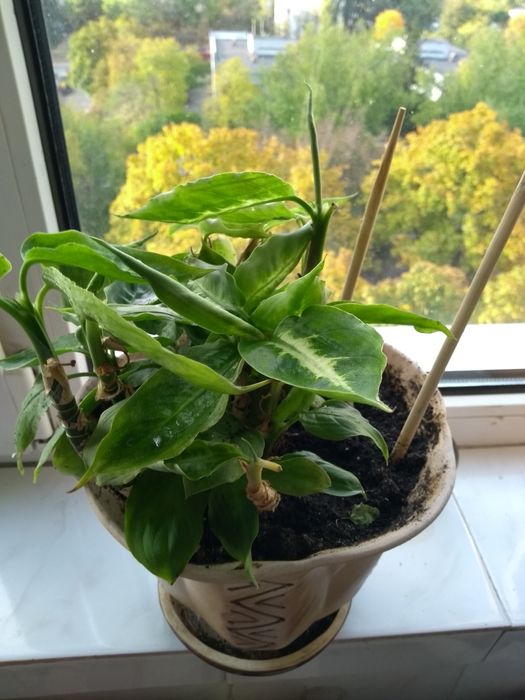 Диффенбахия Камилла