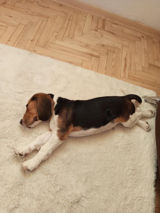 Beagle Piesek Szczeniak