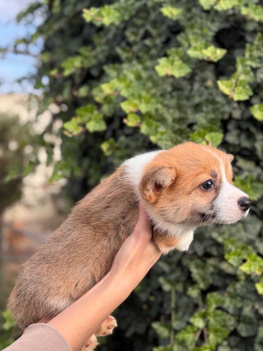 Шикарні цуцики Коргі Пемброк