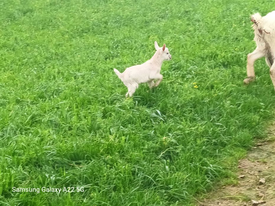 Cabritos recem-nascidos