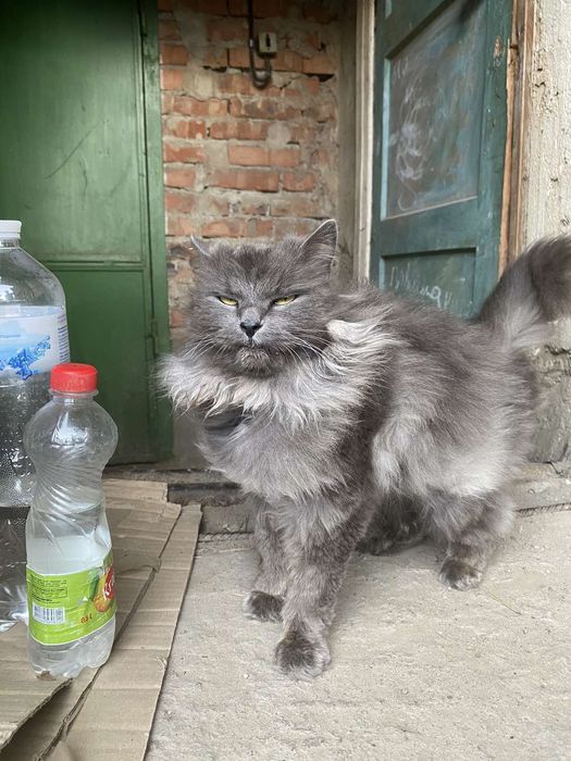 Віддаємо кошенят в добрі руки