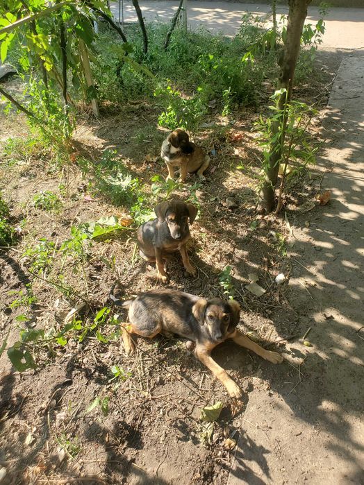 Цуценята  "Хвостики" віддамо в хороші руки
