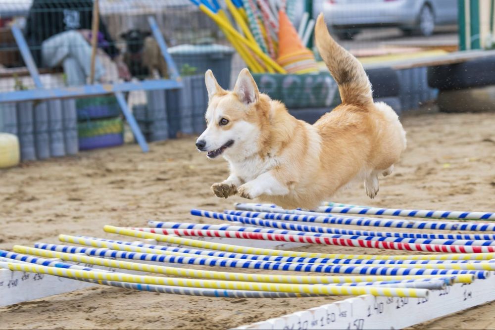 Цуценята вельш корги пемброк