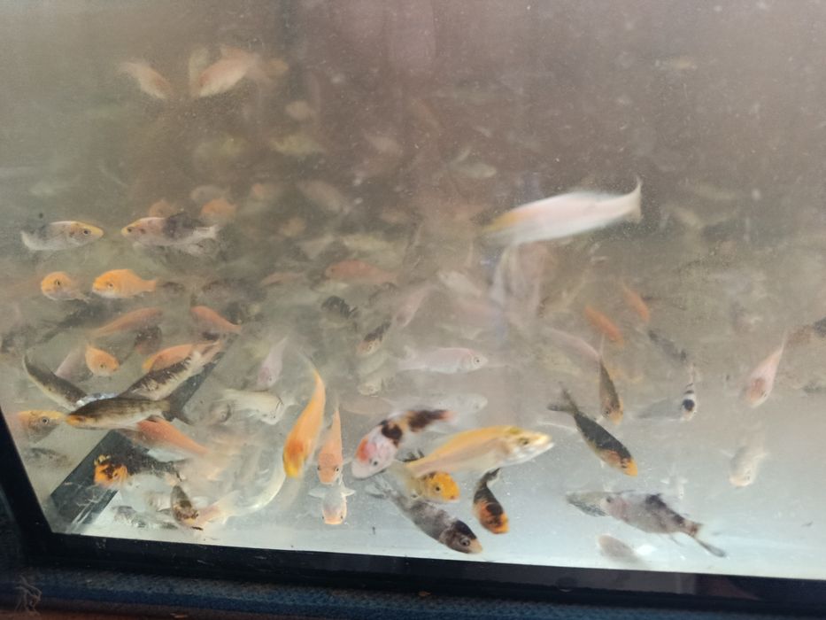 Karp koi narybek