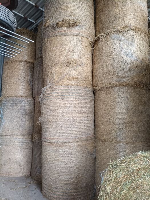 Siano tegoroczne i zeszłoroczne