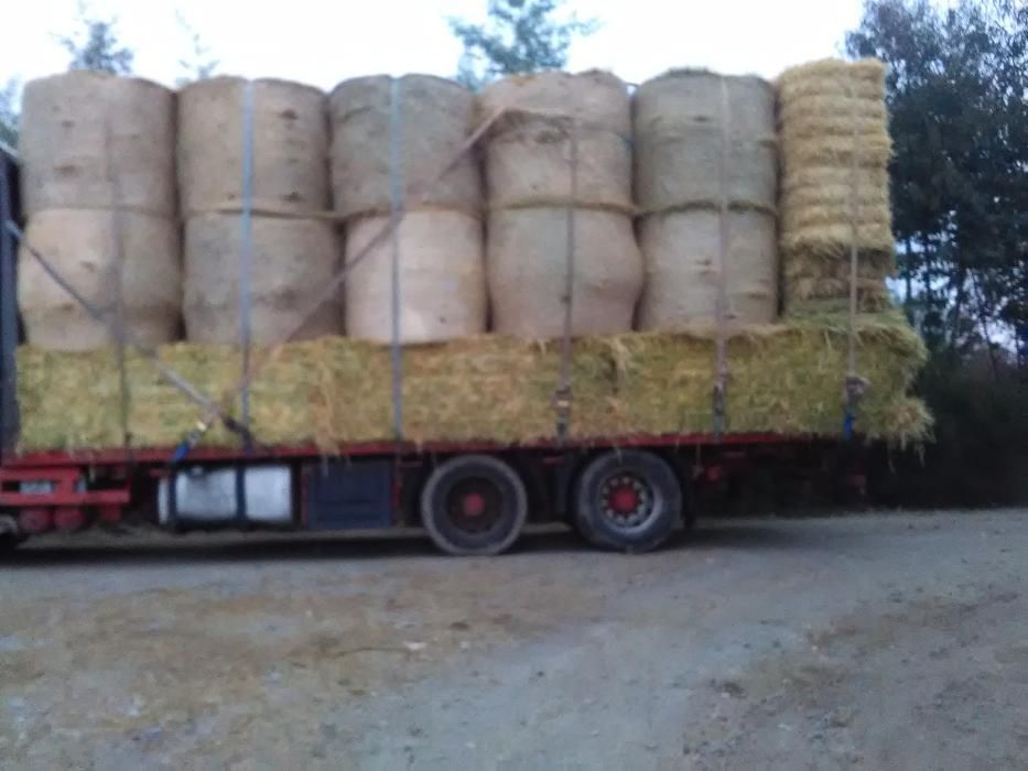 Feno bravo, aveia com grão e luzerna.