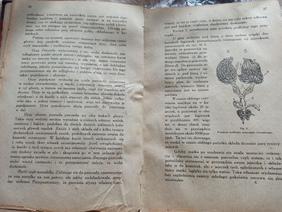 Najnowsza gospodarka w pasiece Józef Lorenc 1921